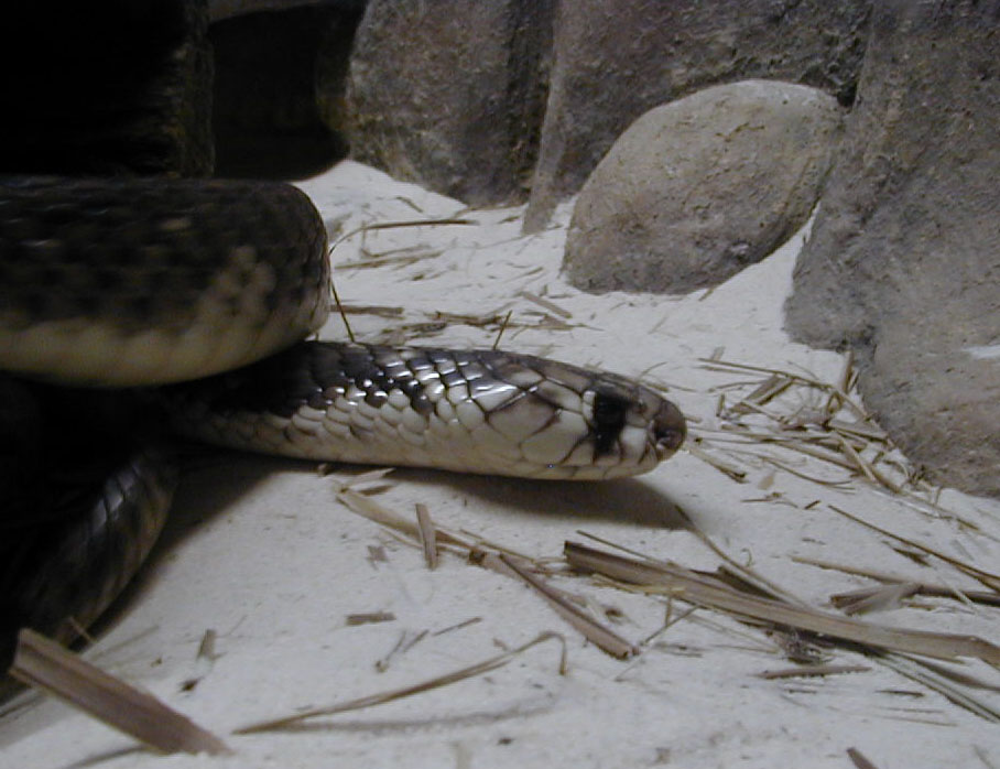 Egyptian Cobra A.JPG [108 Kb]